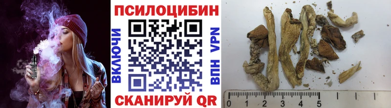 Псилоцибиновые грибы Psilocybe  Белореченск 